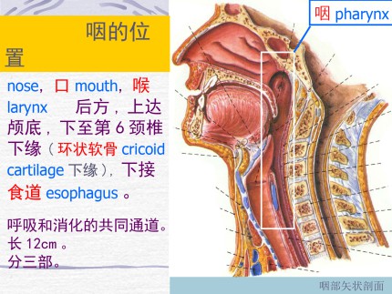 咽的解剖第2页