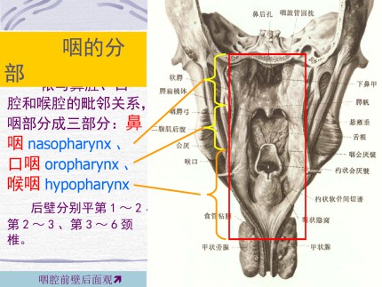 咽的解剖第4页