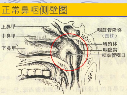 咽的解剖第7页