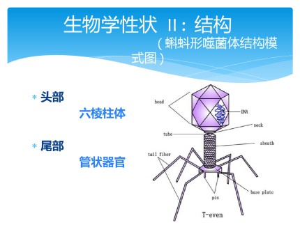 噬菌体Bacteriophage第5页