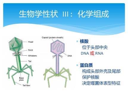 噬菌体Bacteriophage第6页