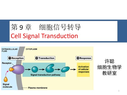 第9章 细胞信号转导Cell Signal Transduction第1页