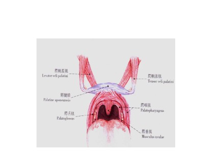口腔面颈部局部解剖第6页