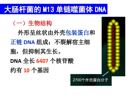 大肠杆菌的M13单链噬菌体DNA第1页