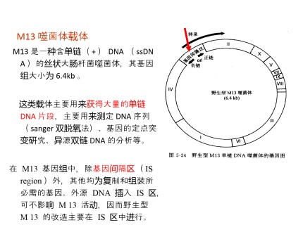 大肠杆菌的M13单链噬菌体DNA第2页