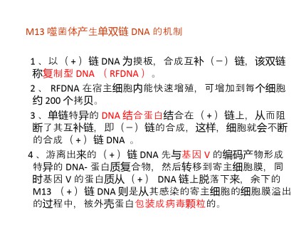 大肠杆菌的M13单链噬菌体DNA第4页