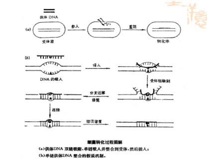 第五节 重组DNA分子导入大肠杆菌第3页