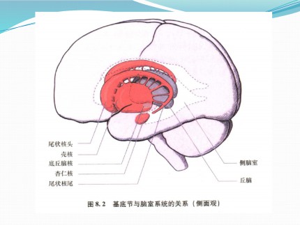 基底神经节解剖简要第8页