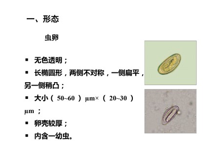 微生物与寄生虫：蠕形住肠线虫第5页